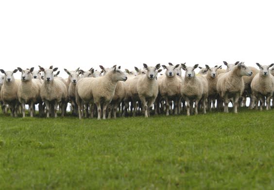 a Aberfield ewes.jpg